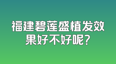 福建碧莲盛植发效果好不好呢？
