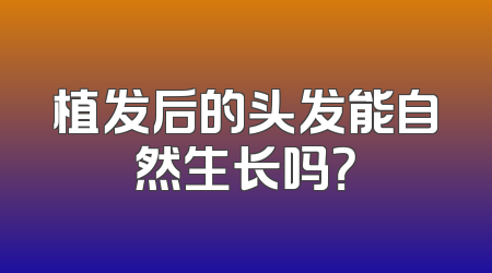 植发后的头发能自然生长吗？