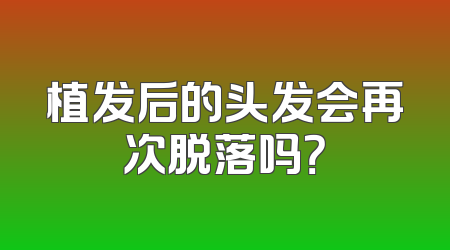 植发后的头发会再次脱落吗？