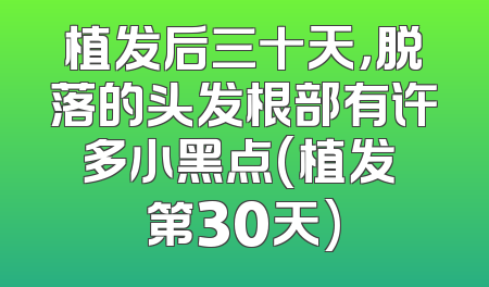 植发后三十天，脱落的头发根部有许多小黑点(植发 第30天)