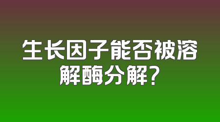 生长因子能否被溶解酶分解？