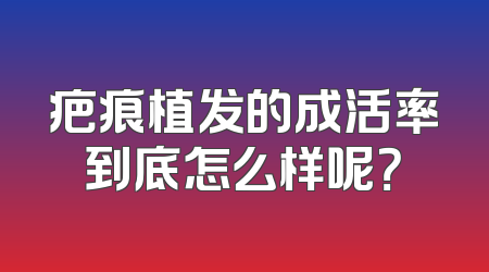 疤痕植发的成活率到底怎么样呢？