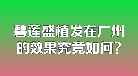 碧莲盛植发在广州的效果究竟如何？
