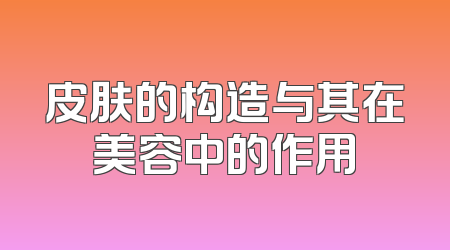 皮肤的构造与其在美容中的作用
