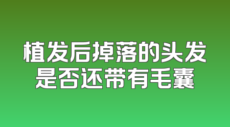 植发后掉落的头发是否还带有毛囊